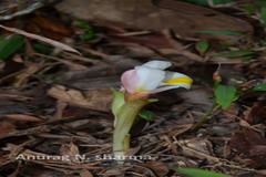 Curcuma karnatakensis